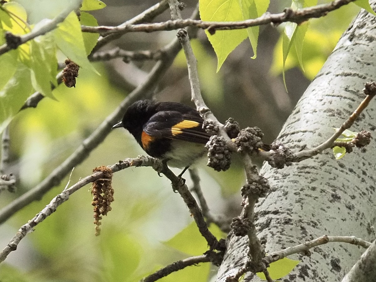 American Redstart - Janice W