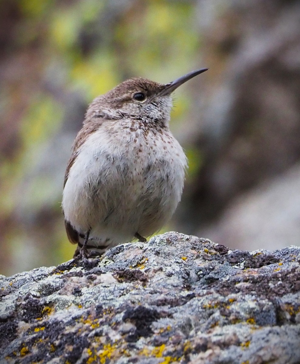 Rock Wren - Dick Cartwright