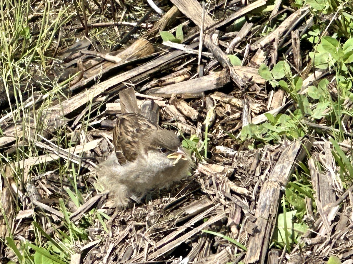 House Sparrow - ML619534663