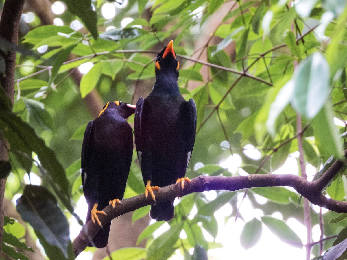 Common Hill Myna - Jorge Juan Rueda