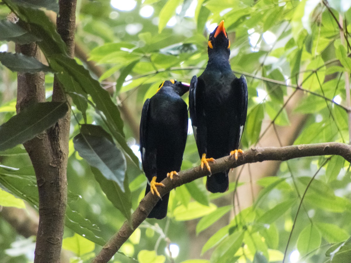 Common Hill Myna - Jorge Juan Rueda