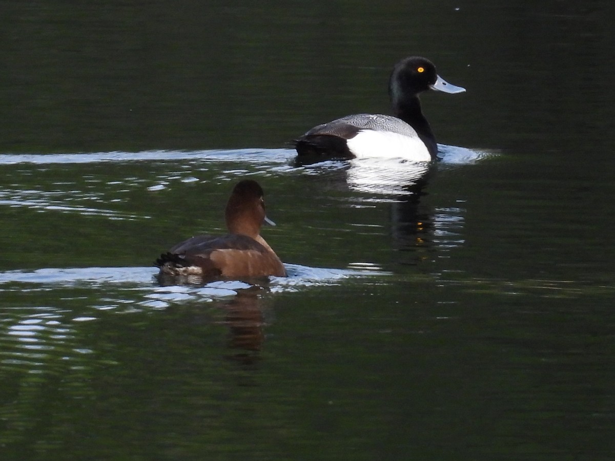 Greater/Lesser Scaup - Marilyn Weber