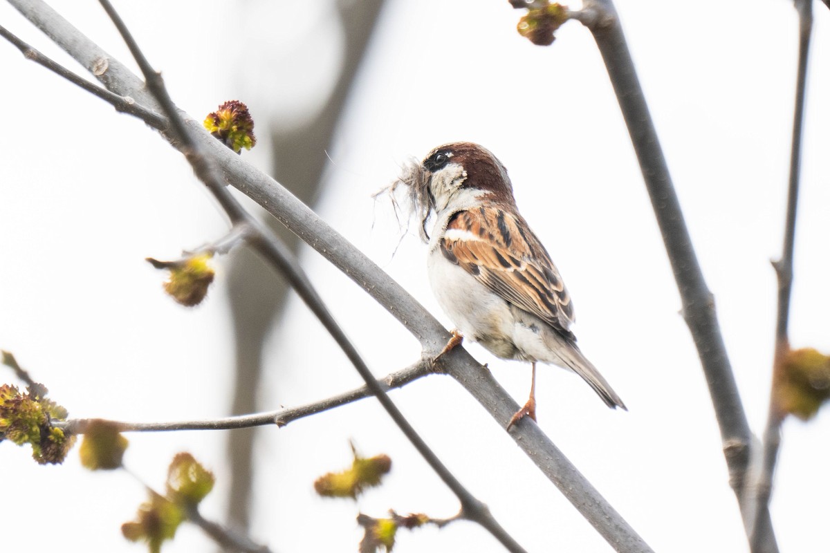 House Sparrow - Marina Germain