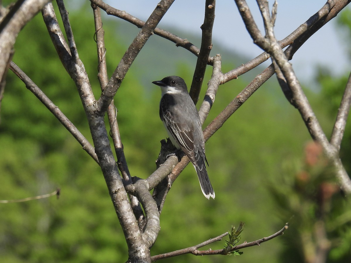 Eastern Kingbird - Jeanne Tucker