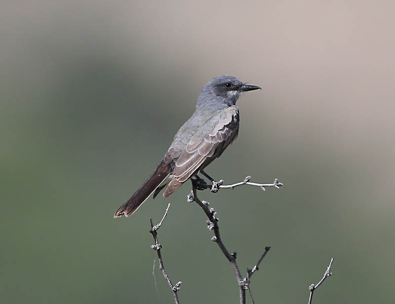 Cassin's Kingbird - Michael Walther