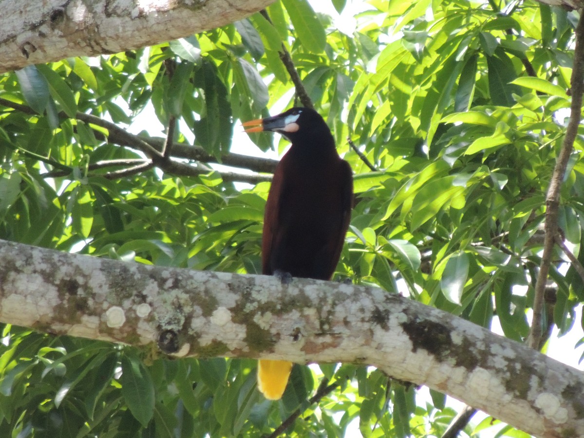 Montezuma Oropendola - Roger Lambert