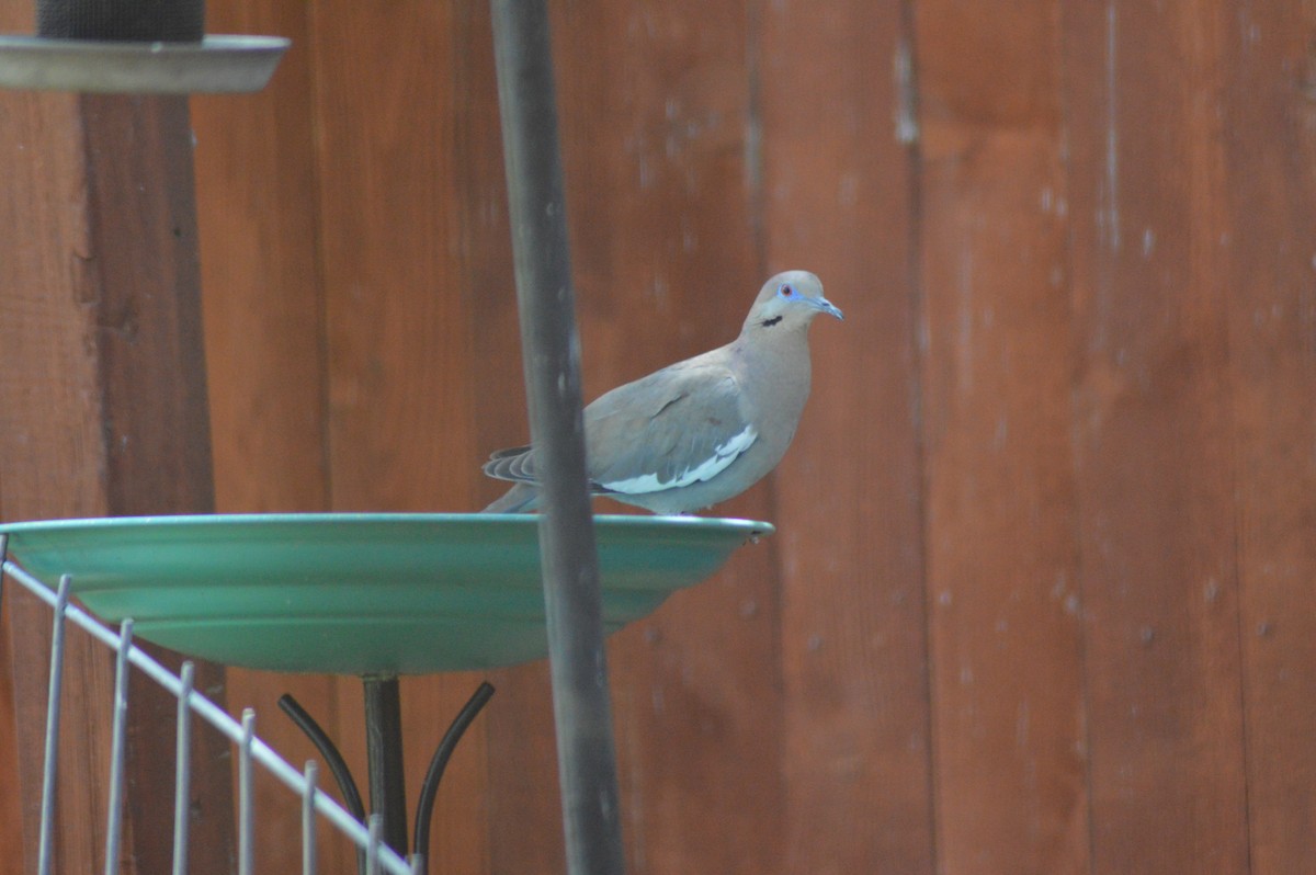 White-winged Dove - ML619534685