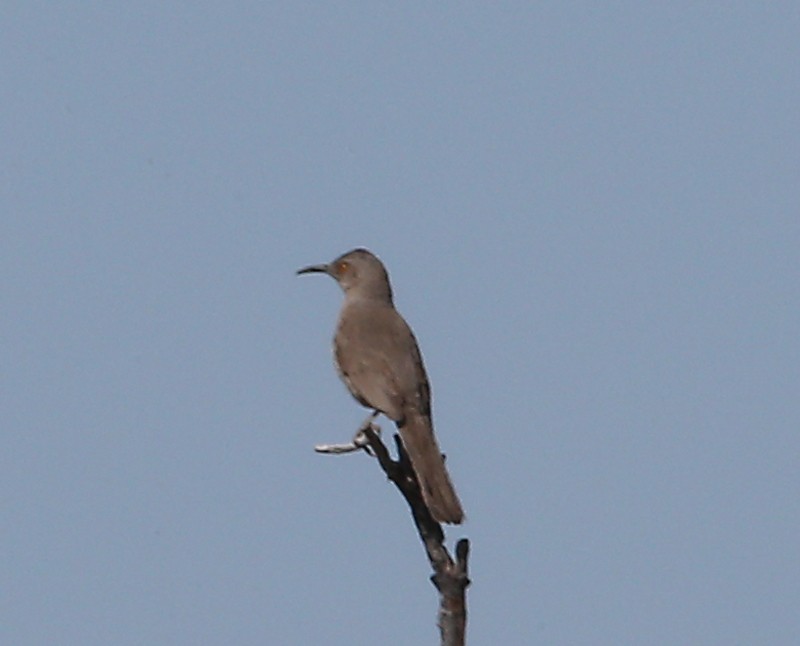 Curve-billed Thrasher - Michael Walther