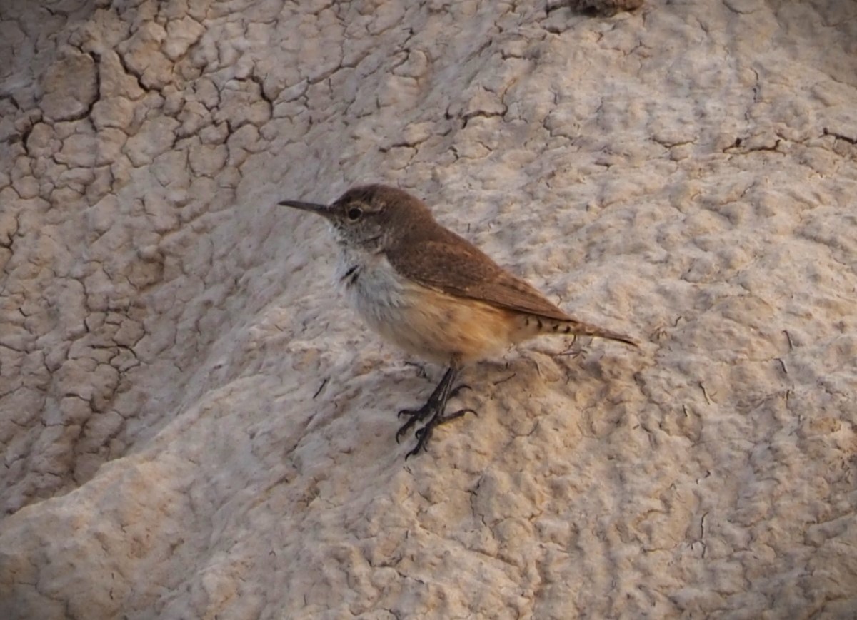 Rock Wren - Dick Cartwright