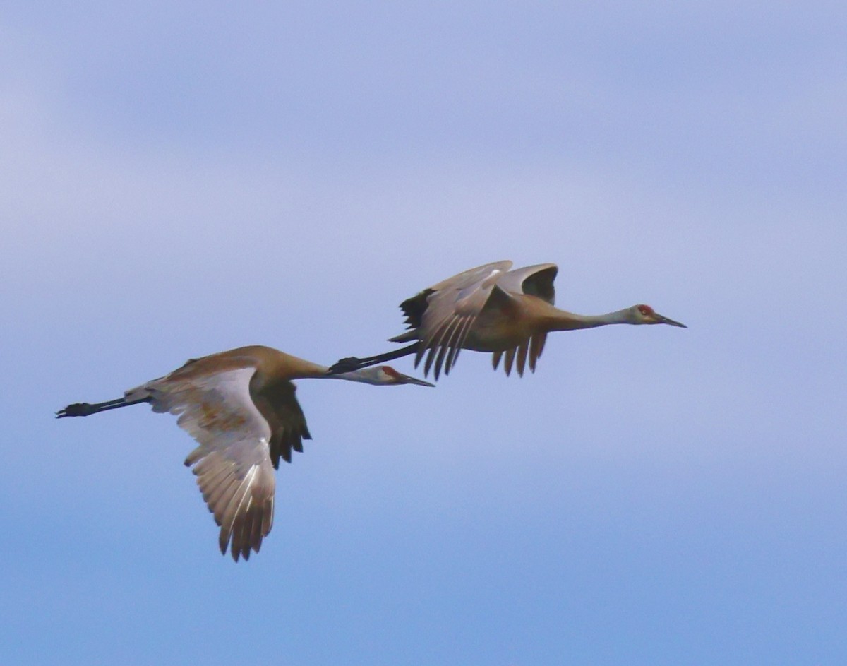 Sandhill Crane - Charlie   Nims