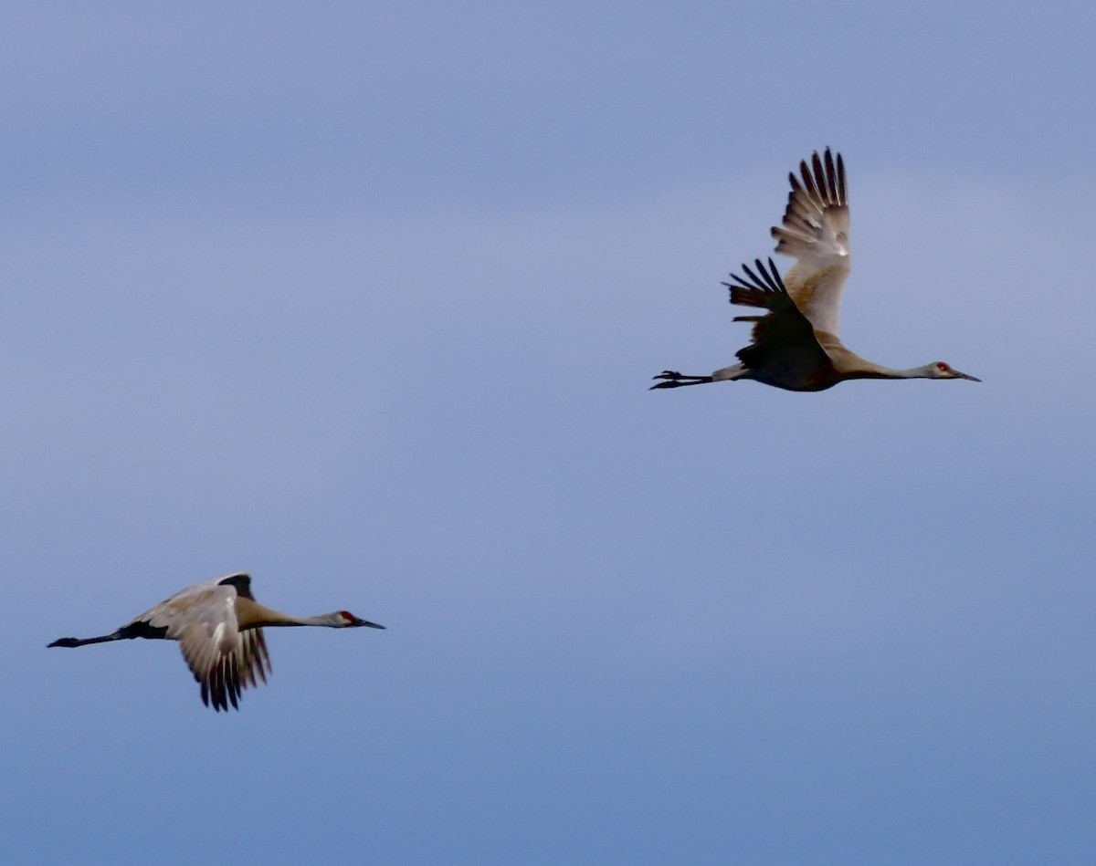 Sandhill Crane - ML619534695