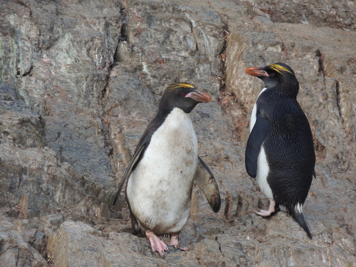 Златохохлый пингвин - ML619534702