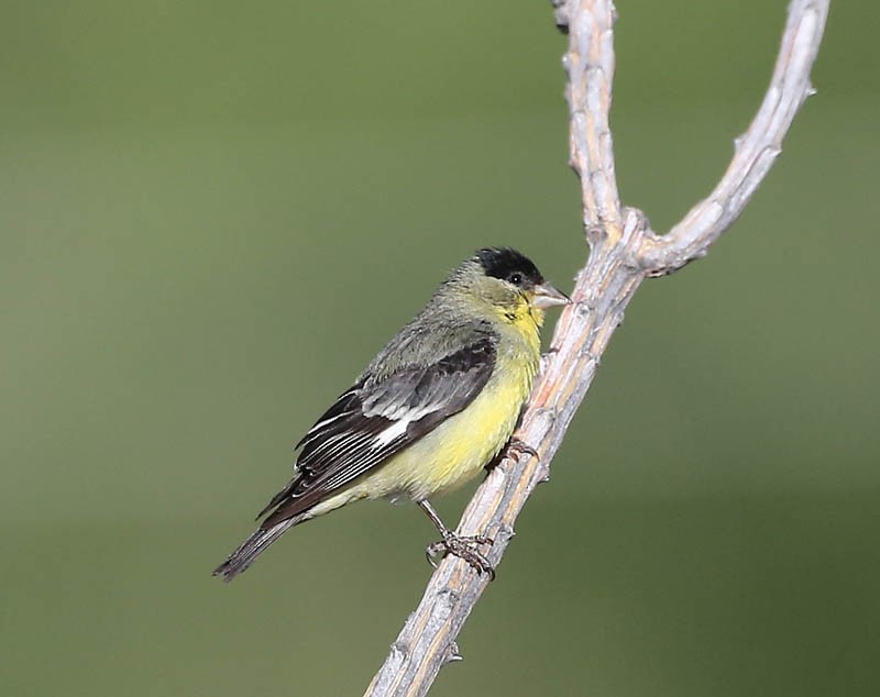 Lesser Goldfinch - Michael Walther