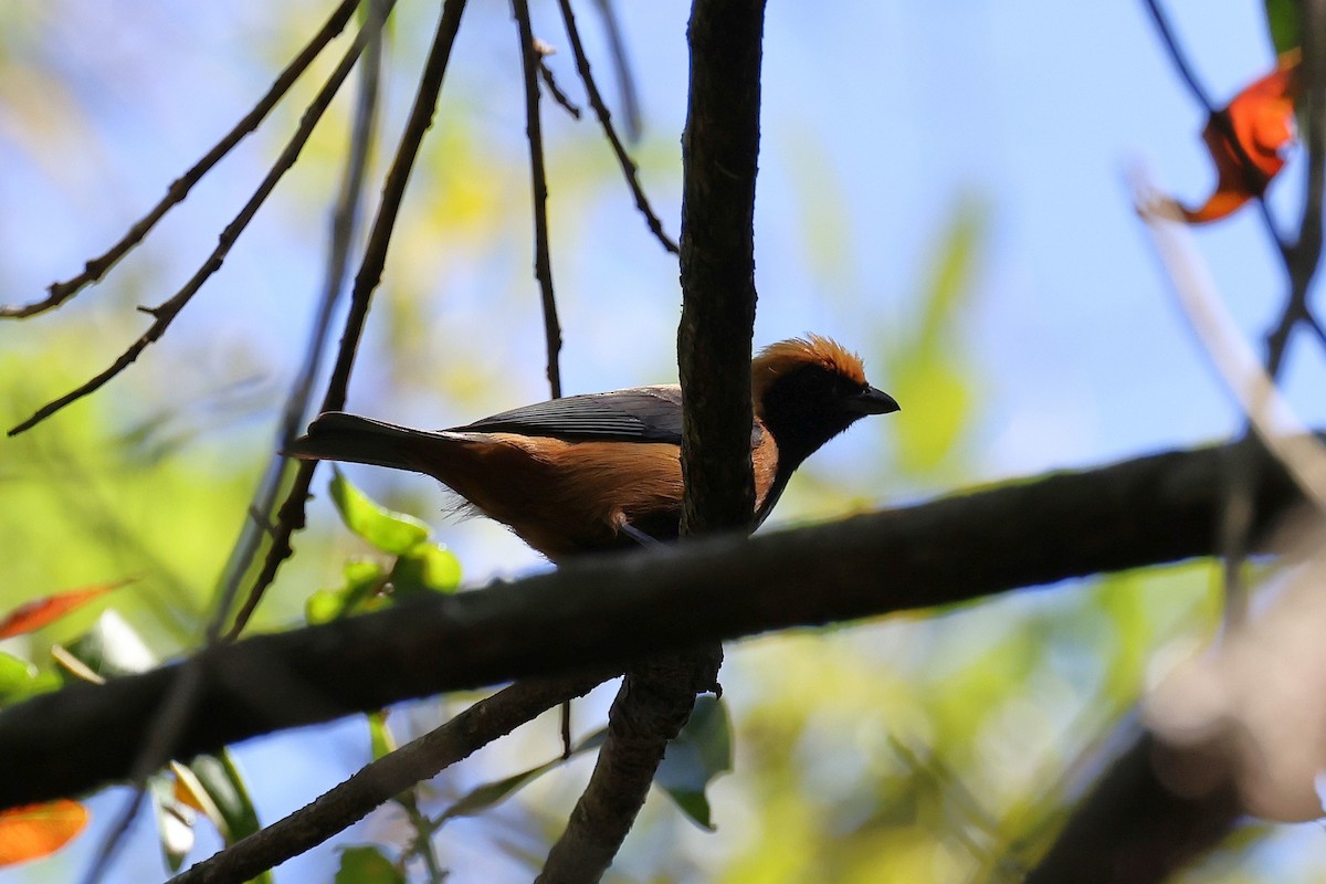 Burnished-buff Tanager - Hubert Stelmach