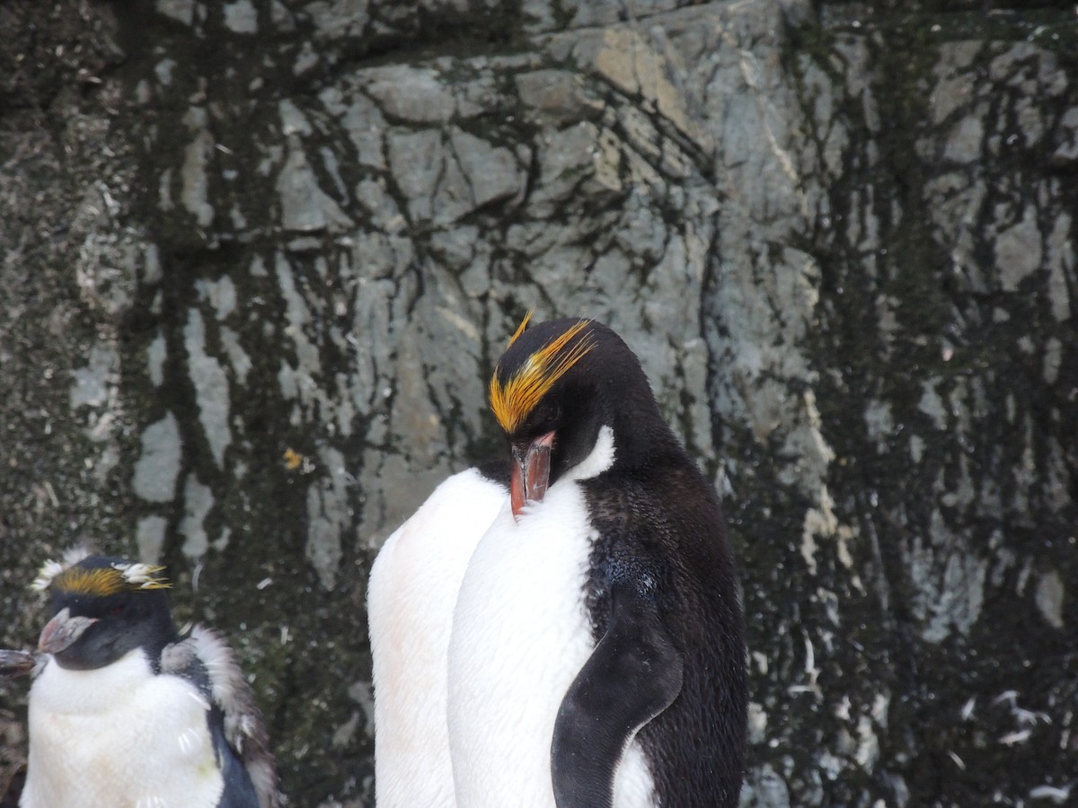 Златохохлый пингвин - ML619534711