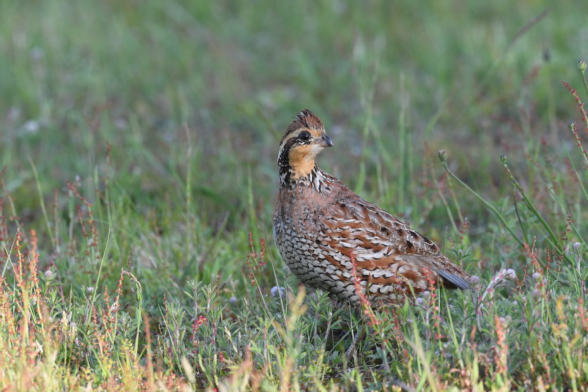 Northern Bobwhite - Ted Bradford