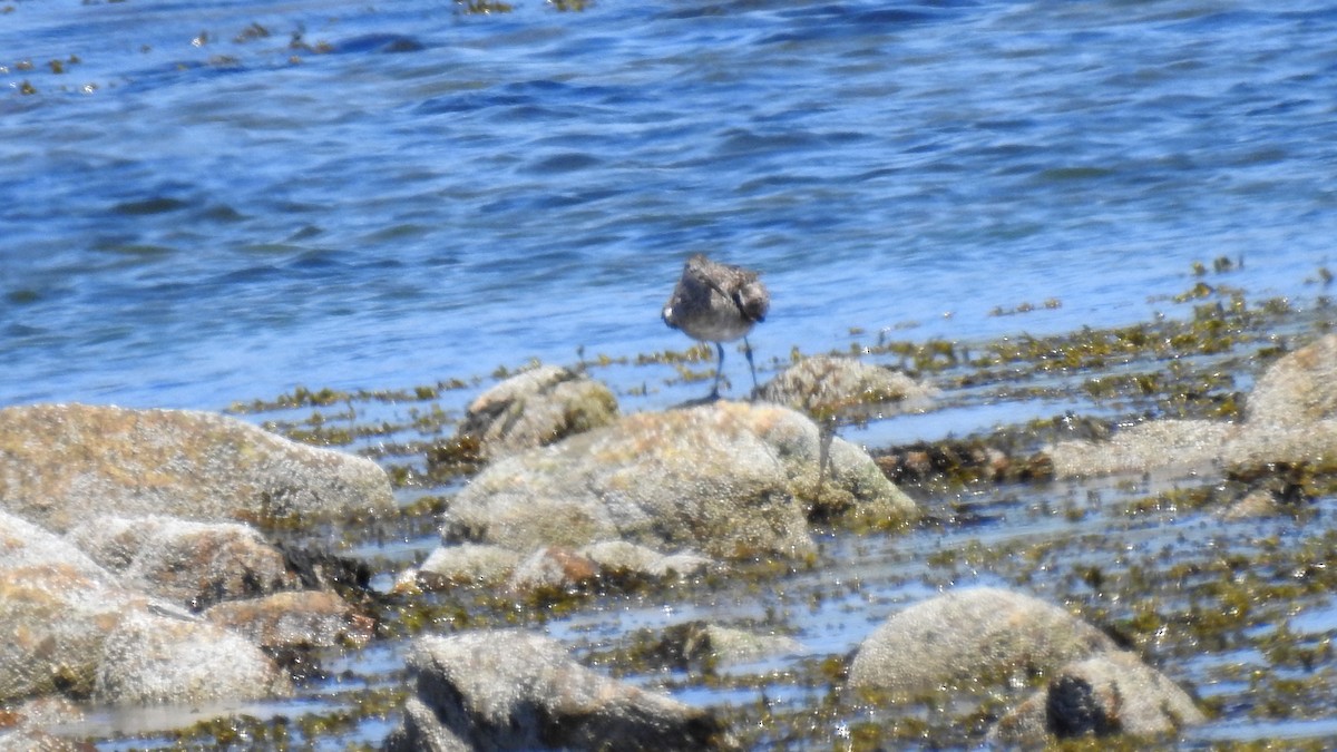 Willet - Anca Vlasopolos