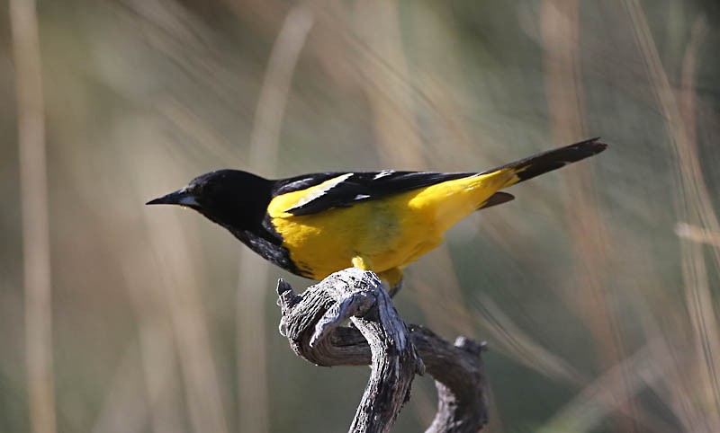 Scott's Oriole - ML619534720