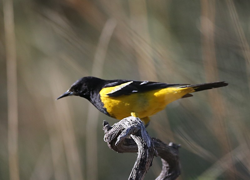 Scott's Oriole - ML619534721