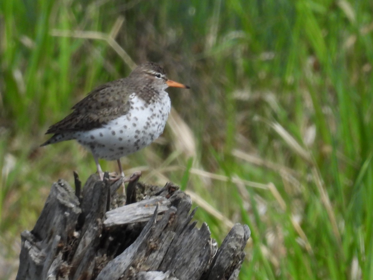 Spotted Sandpiper - Marilyn Weber