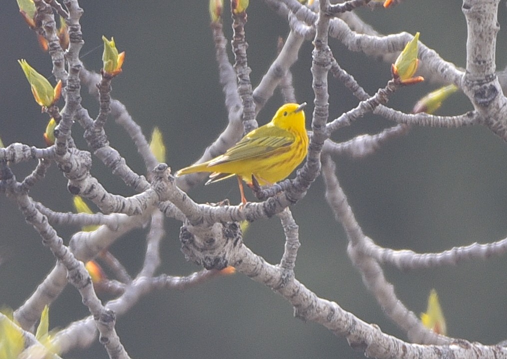 Yellow Warbler - D & I Fennell