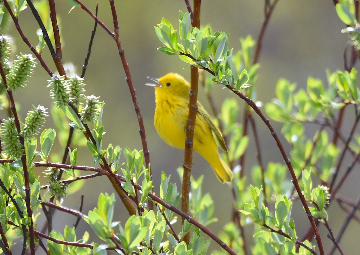 Yellow Warbler - D & I Fennell