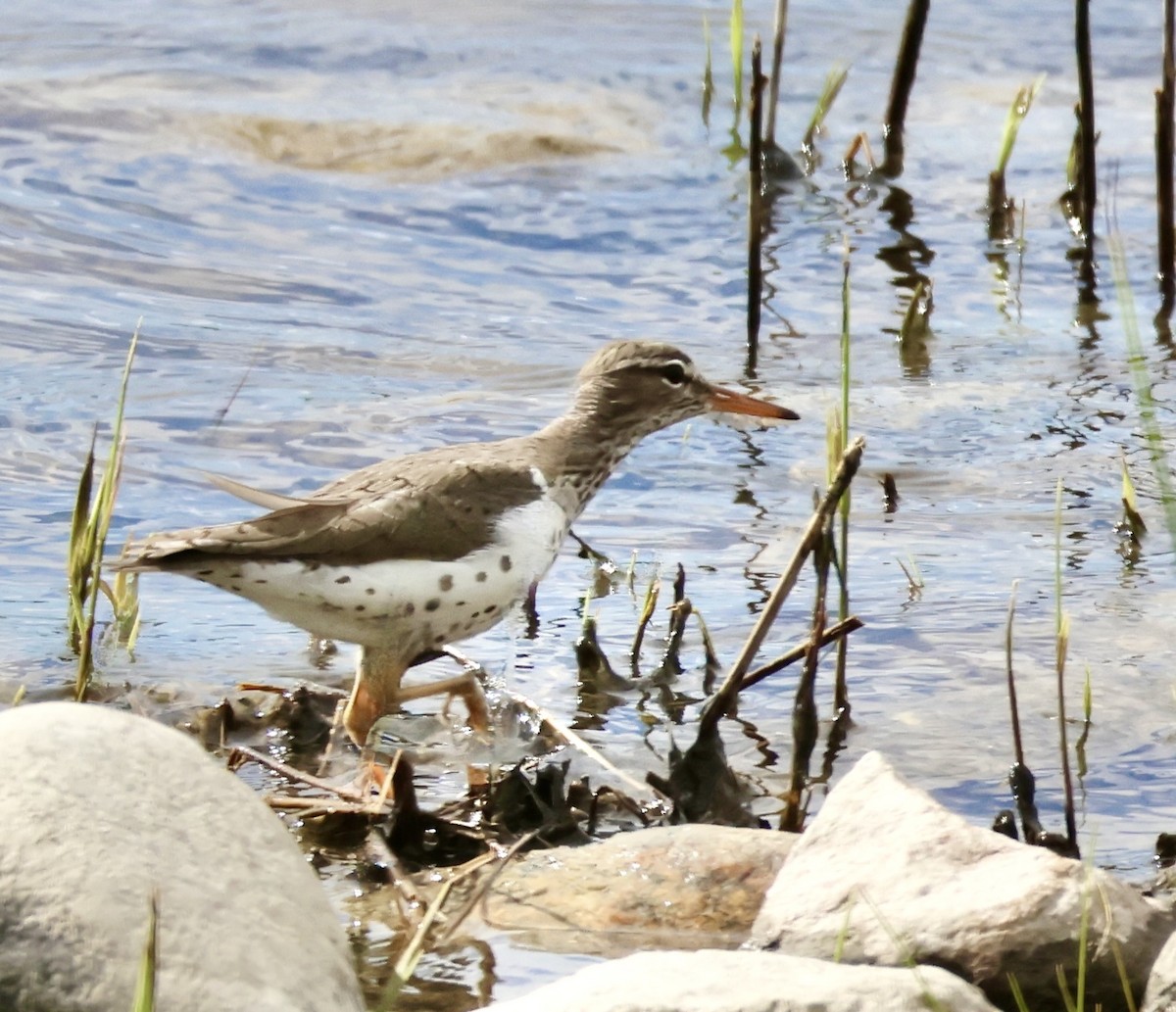 Spotted Sandpiper - Charlie   Nims