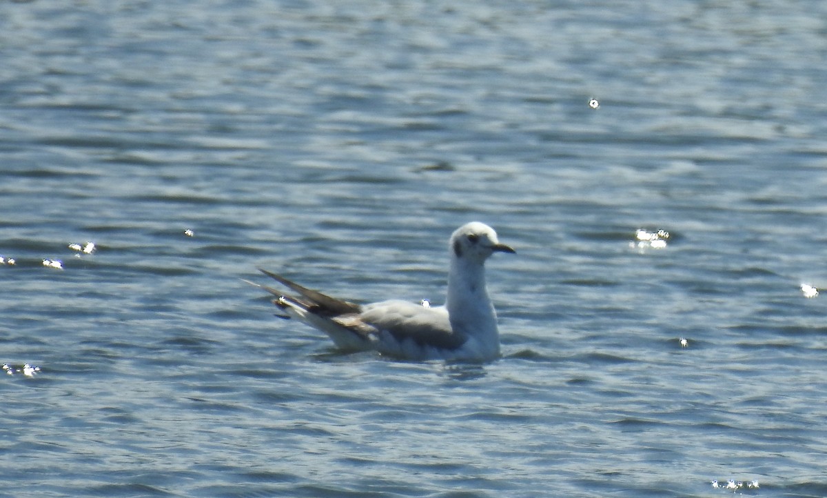 Bonaparte's Gull - Anca Vlasopolos