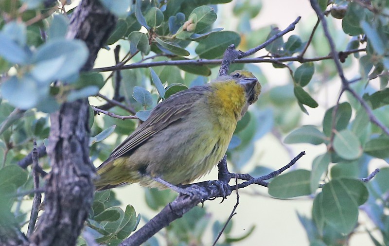 Hepatic Tanager - ML619534731