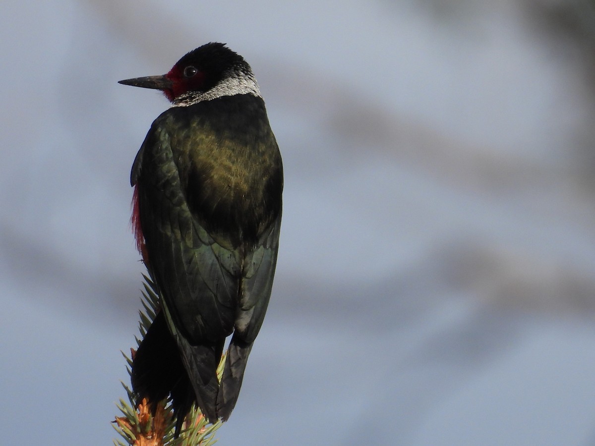 Lewis's Woodpecker - Marilyn Weber