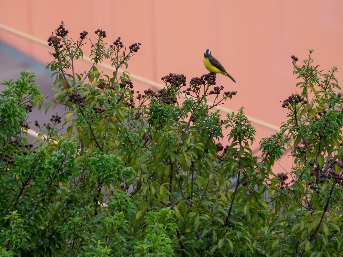 Social Flycatcher - Vitor Rolf Laubé