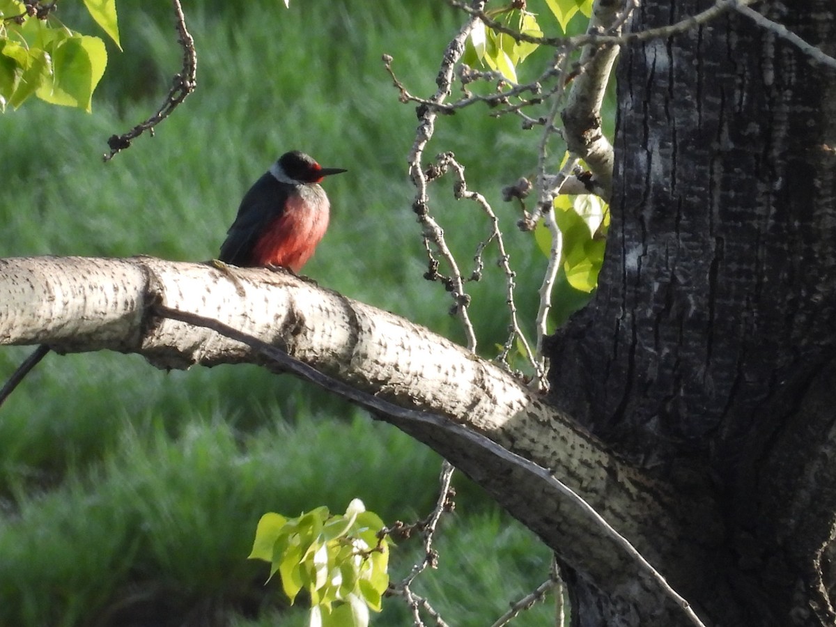 Lewis's Woodpecker - Marilyn Weber