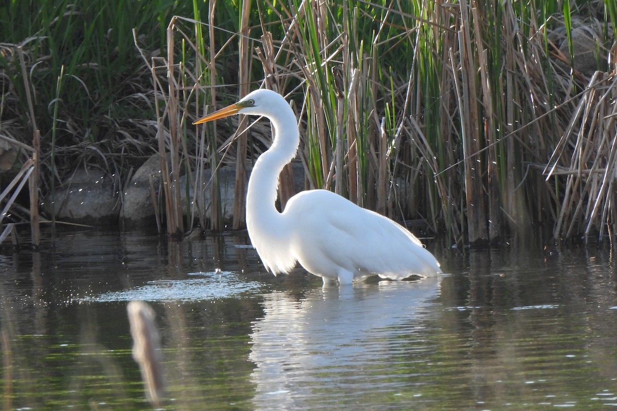 Great Egret - Zoey Magner