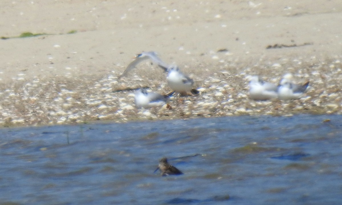 Least Tern - Anca Vlasopolos