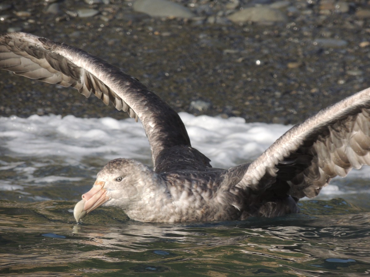 Southern Giant-Petrel - Peter Hopkin