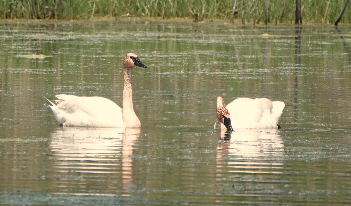 Trumpeter Swan - William Boyes