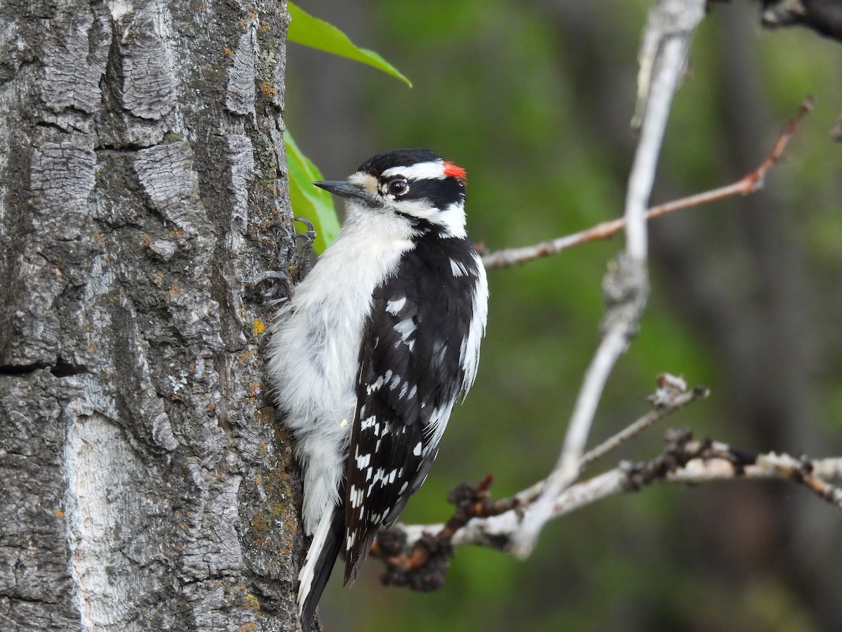 Downy Woodpecker - ML619534747