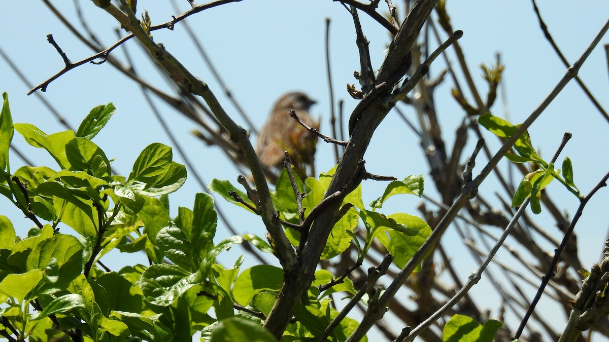 Song Sparrow - Anca Vlasopolos