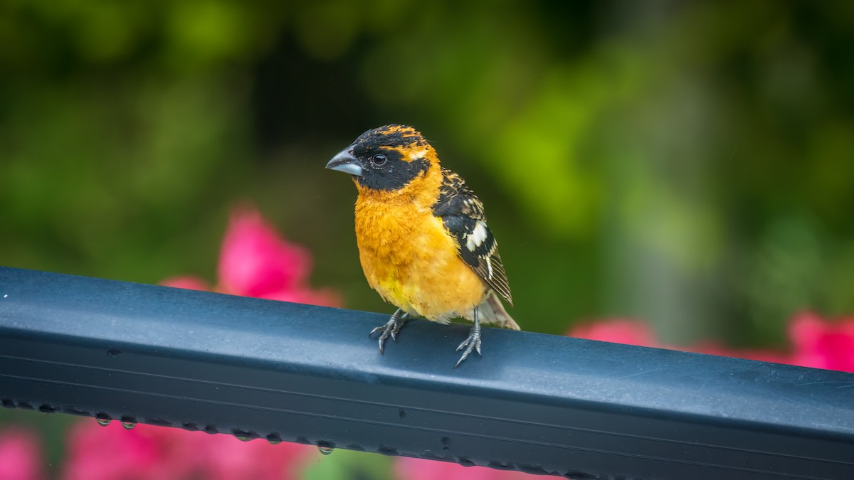 Black-headed Grosbeak - Mason Prokop