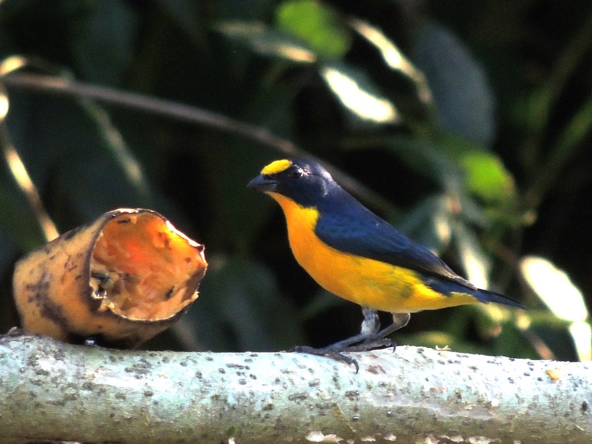 Yellow-throated Euphonia - Roger Lambert