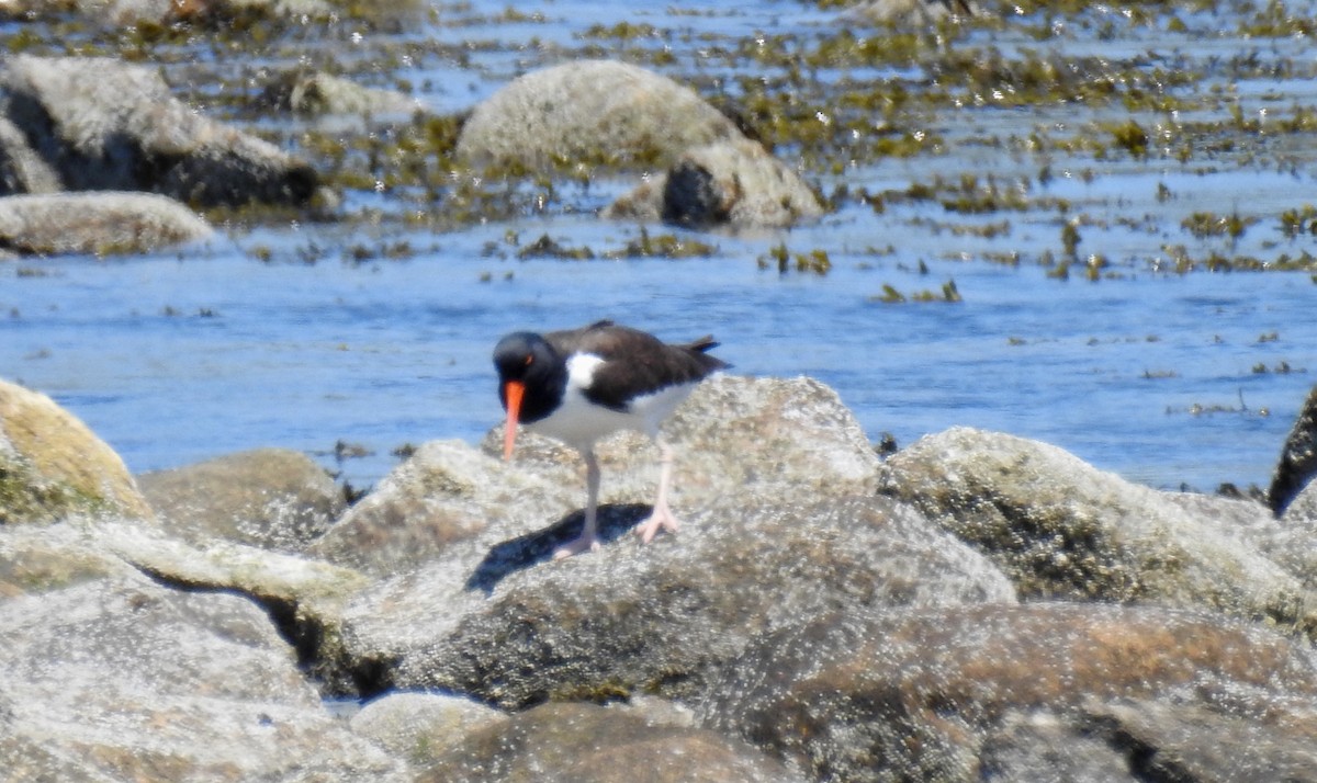 American Oystercatcher - Anca Vlasopolos