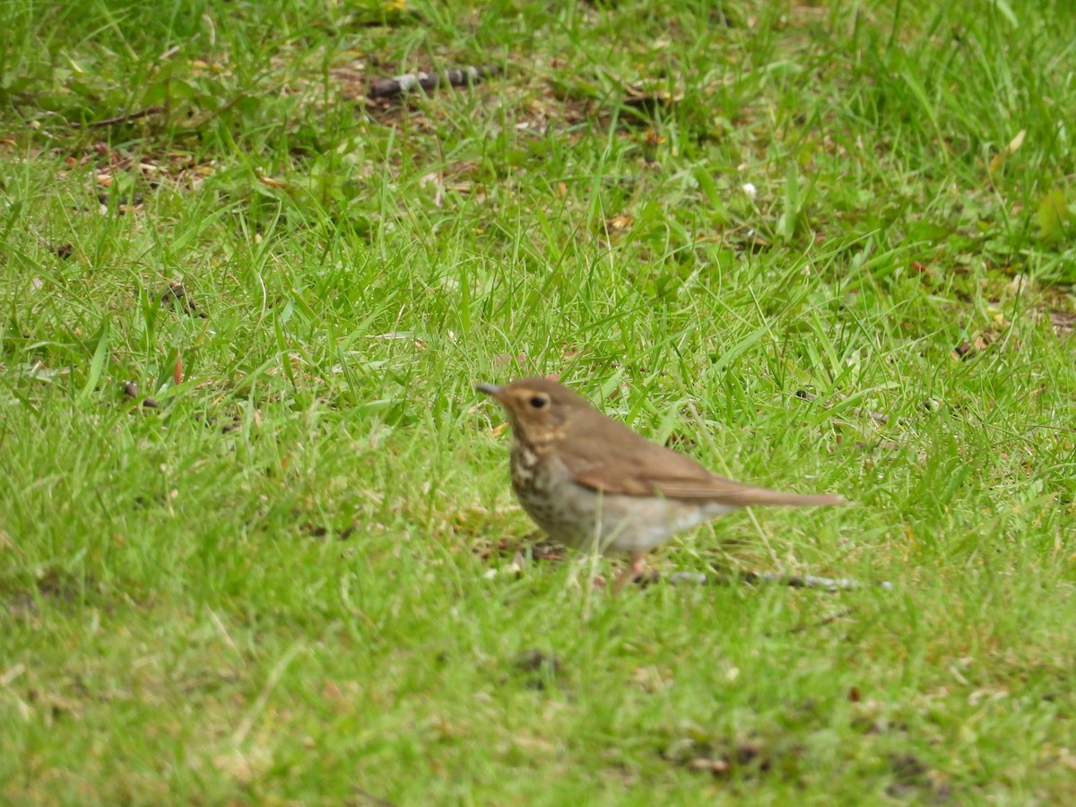 Swainson's Thrush - ML619534766