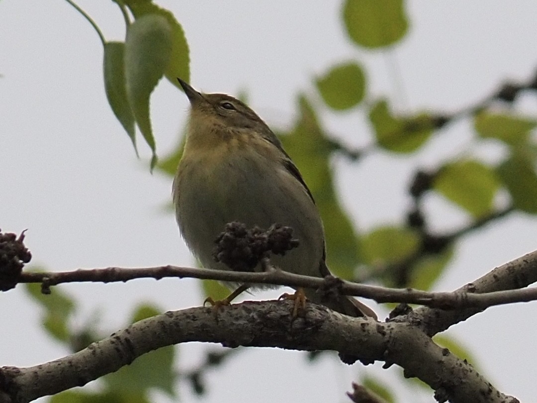 Blackpoll Warbler - Janice W