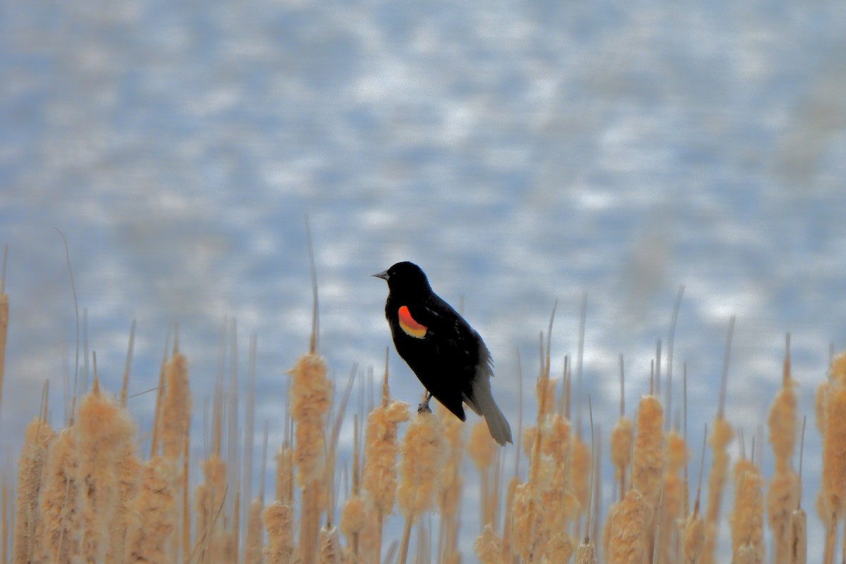 Red-winged Blackbird - Zoey Magner