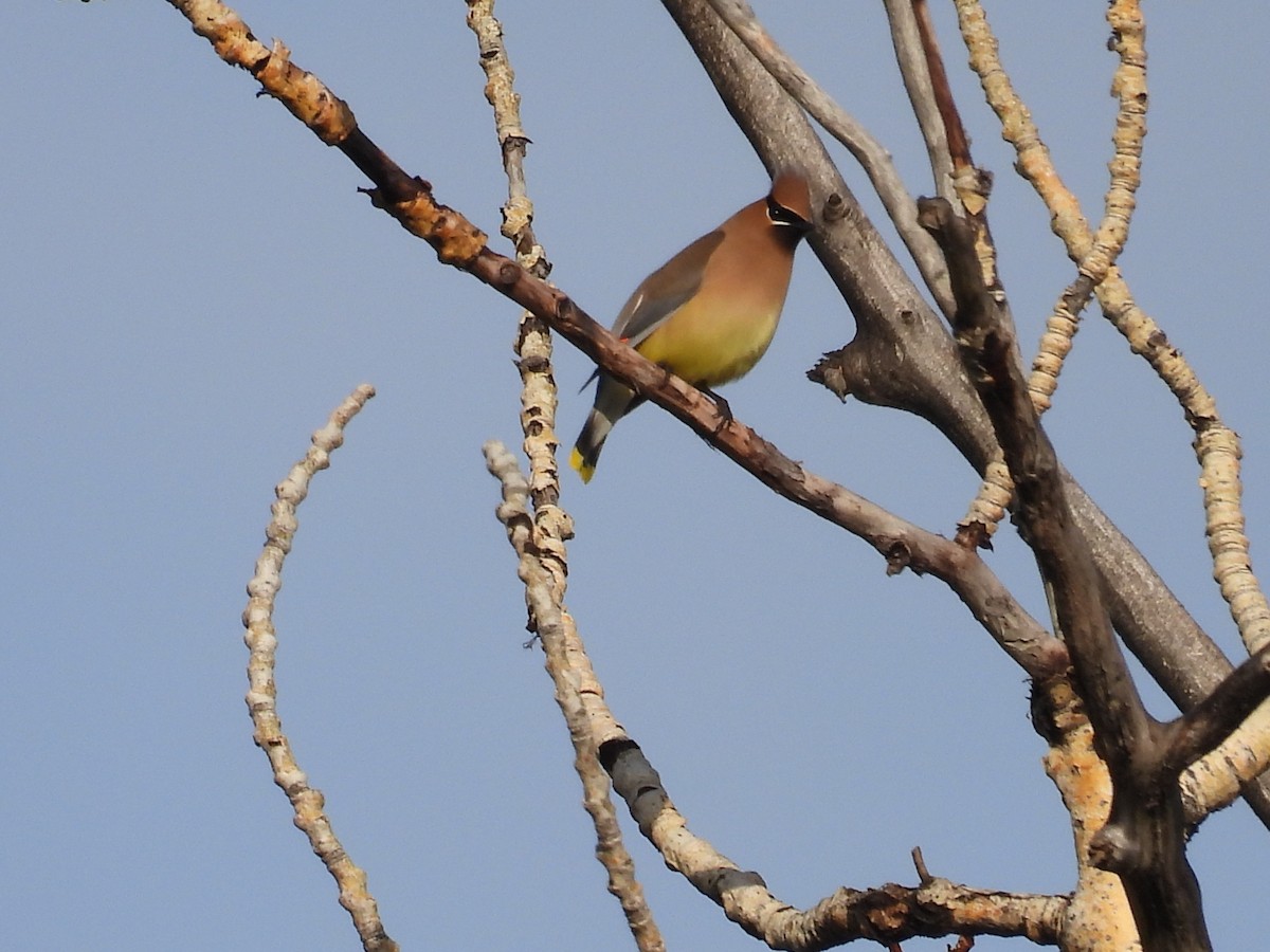 Cedar Waxwing - Marilyn Weber