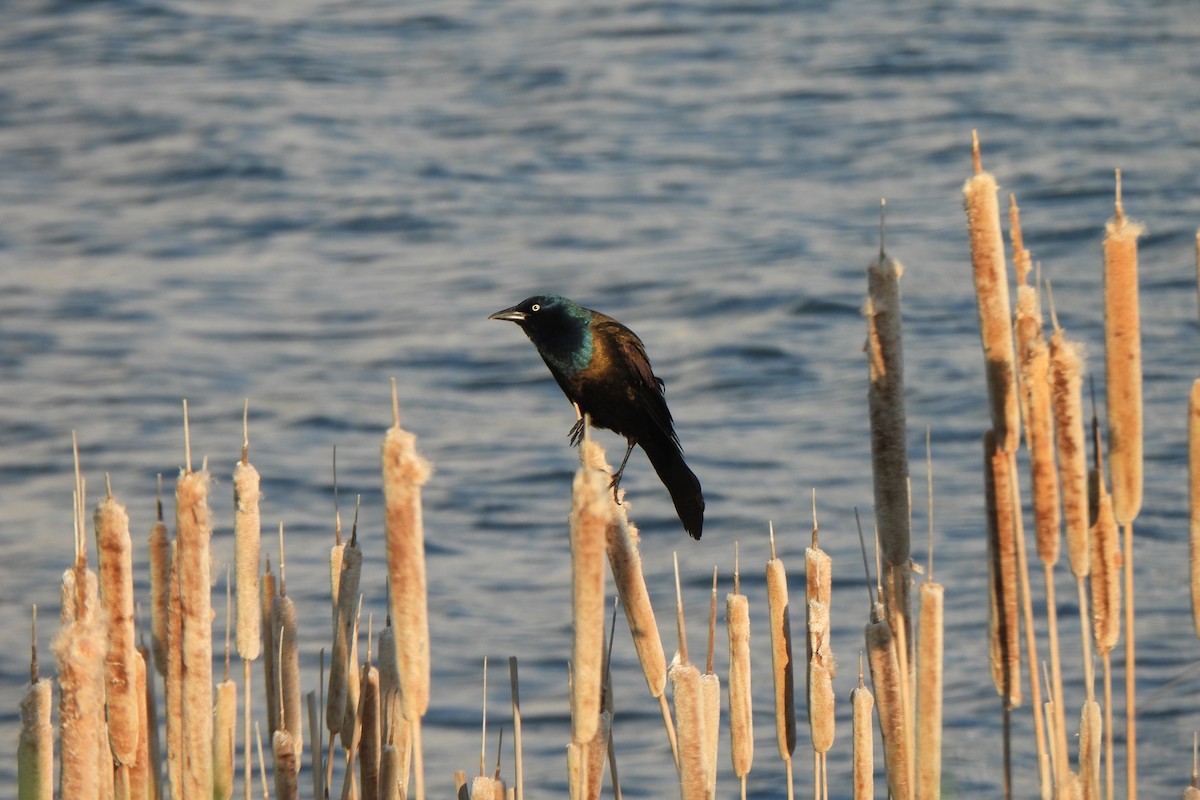 Common Grackle - Zoey Magner