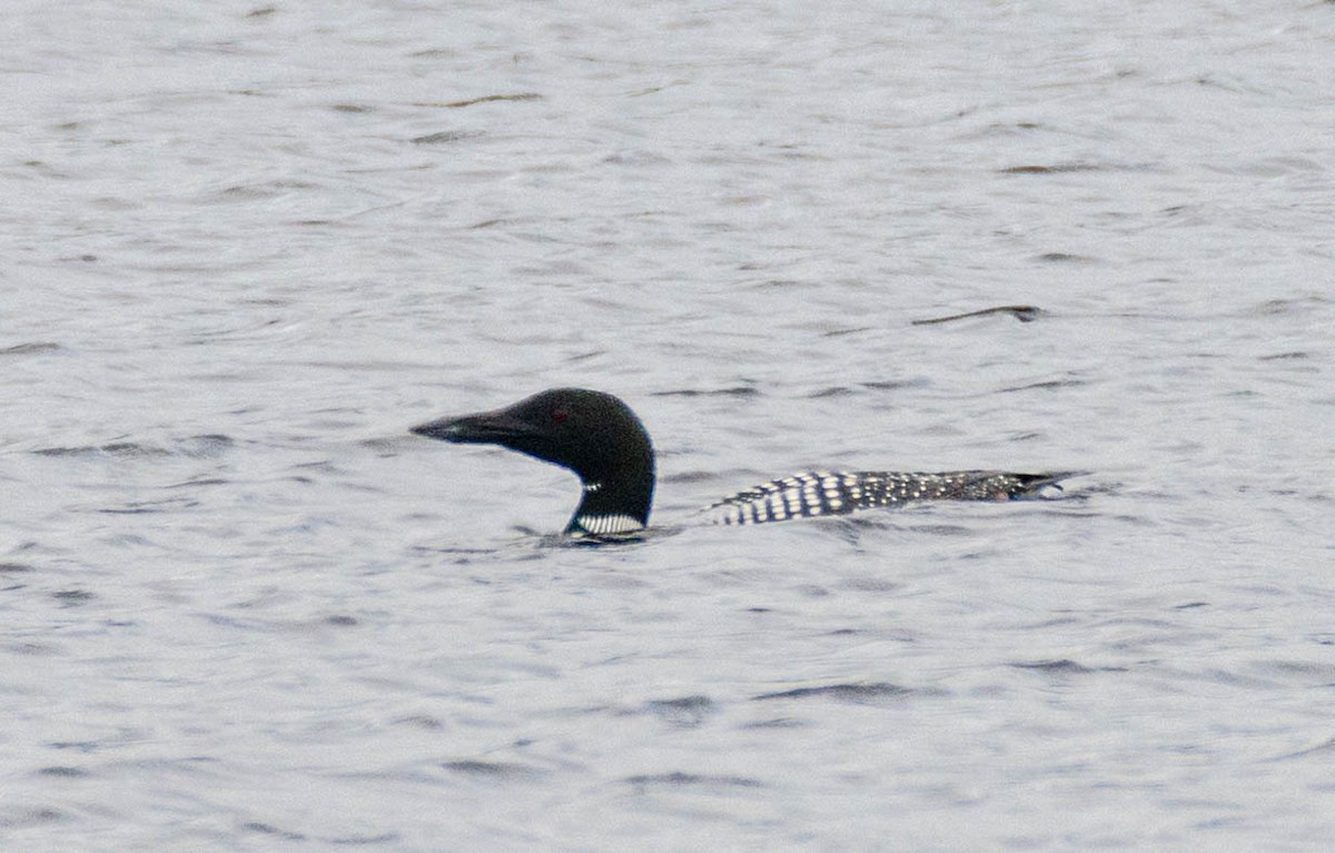 Common Loon - Nathaniel Miller