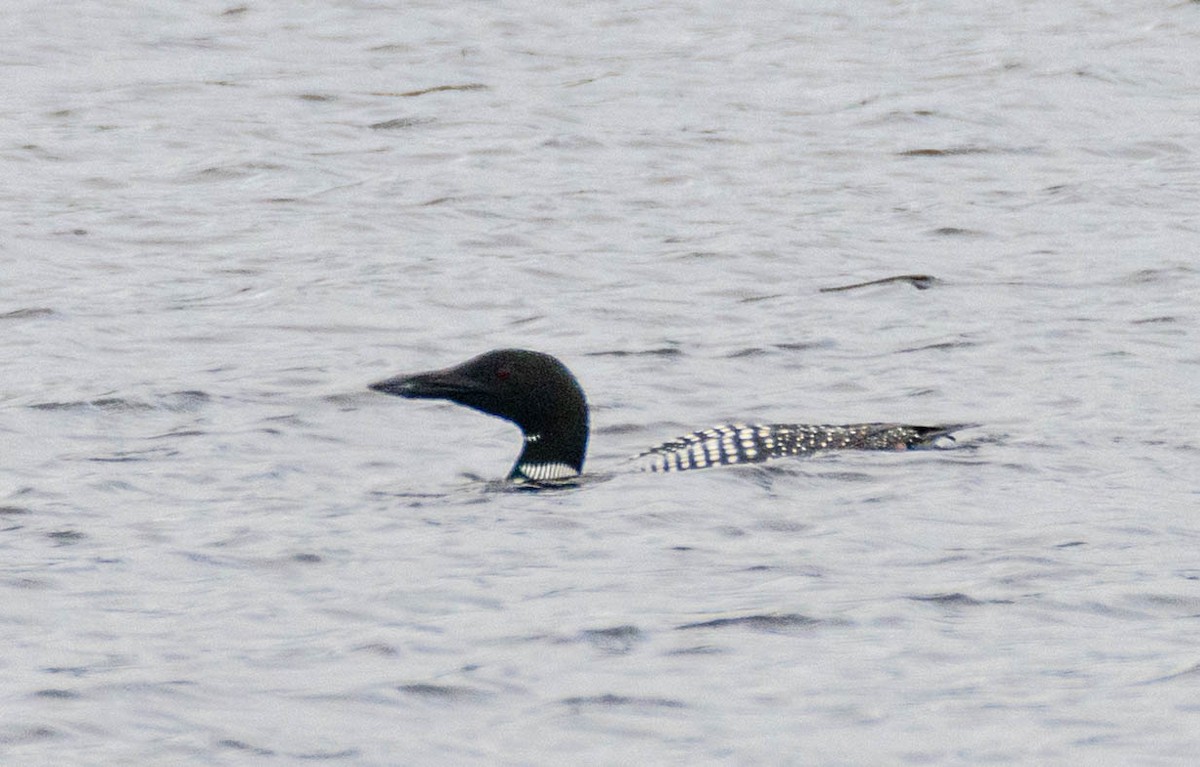 Common Loon - ML619534777