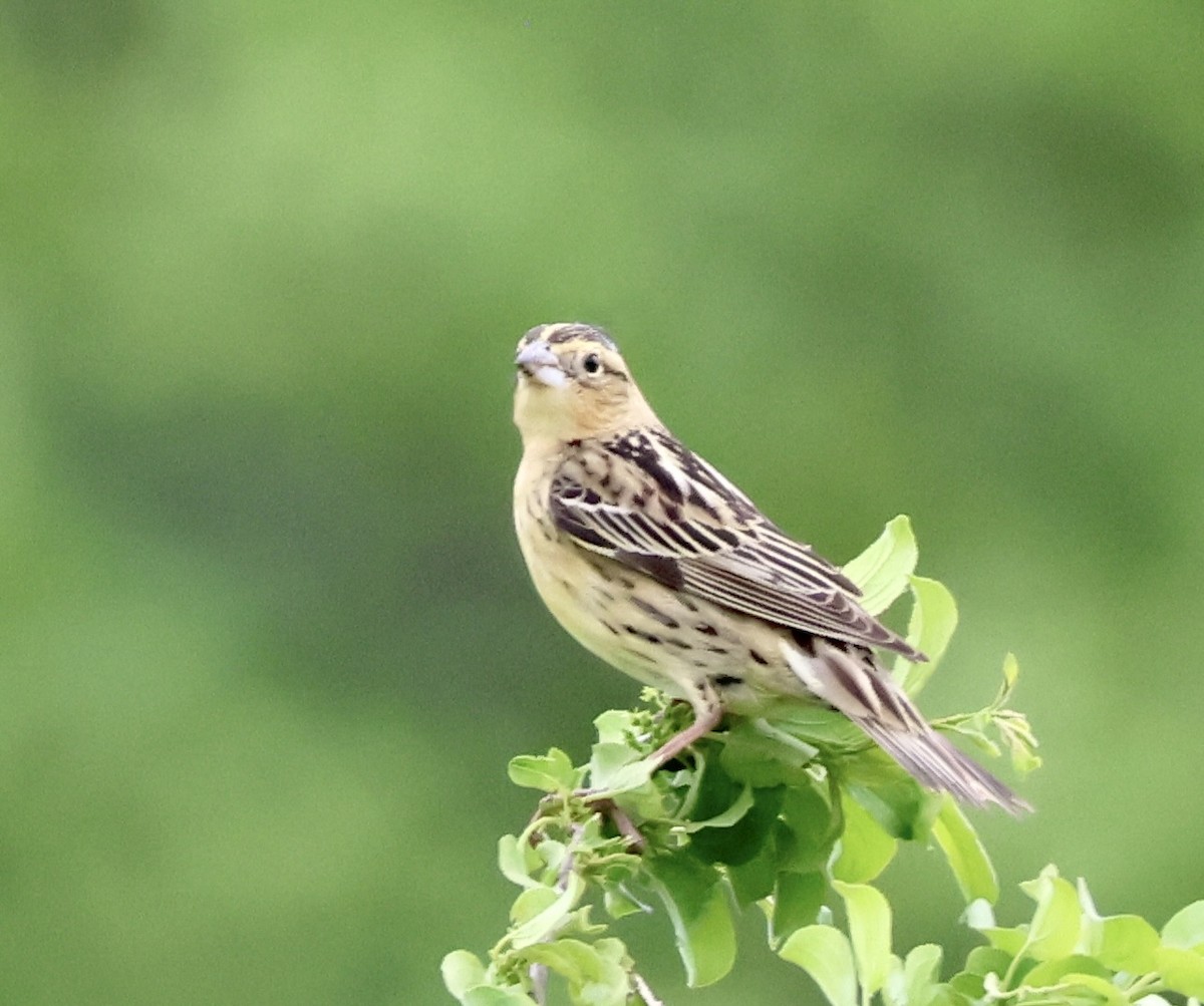 bobolink - ML619534779