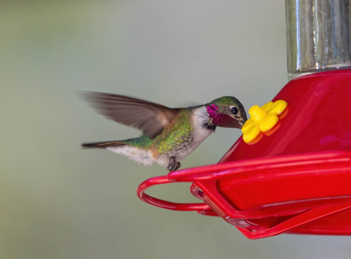 Broad-tailed Hummingbird - Eric Bodker